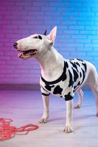 Un terrier de toro blanco en ropa de perro manchado contra una pared de ladrillo en tonos rosa neón y azul — Foto de Stock