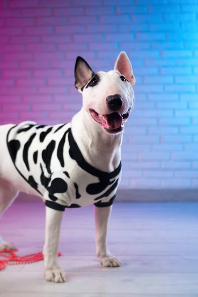 Un terrier de toro blanco en ropa de perro manchado contra una pared de ladrillo en tonos rosa neón y azul — Foto de Stock