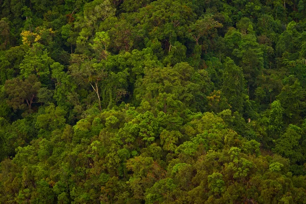 Cime degli alberi — Foto Stock