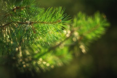 Çam ağacının dalını