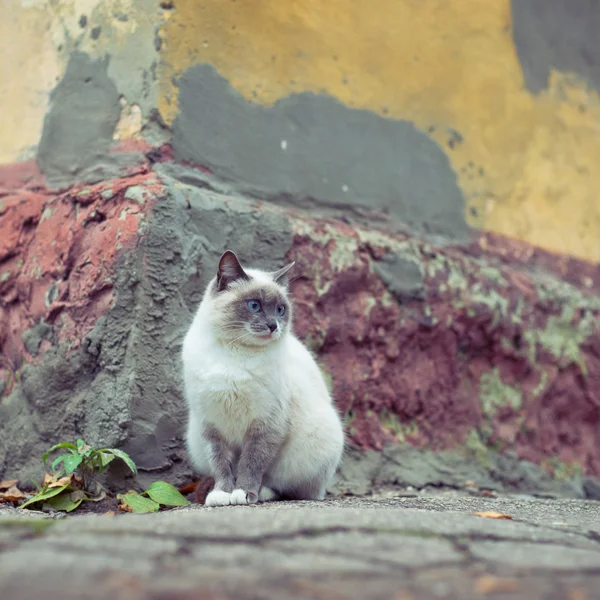 Kočka s modrýma očima — Stock fotografie