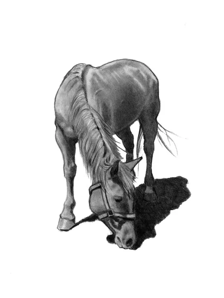 Pencil Drawing of Horse Grazing — Stock Photo, Image