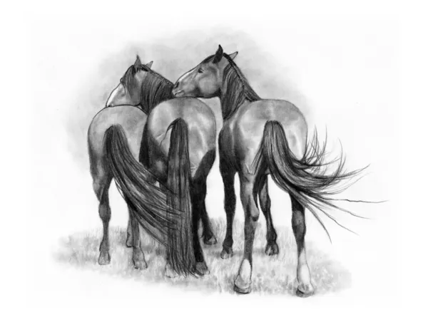 Dessin au crayon de trois chevaux à l'arrière — Photo