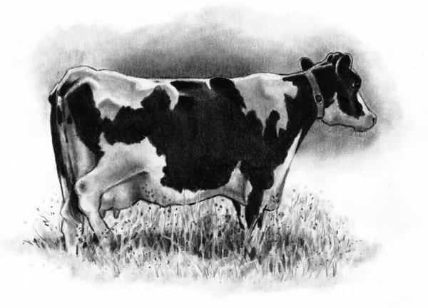 旧的荷斯坦奶牛: 铅笔绘图 图库照片