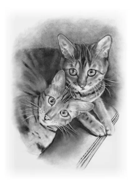 Bengal Cats, Pencil Drawing, Realism — Stock Photo, Image