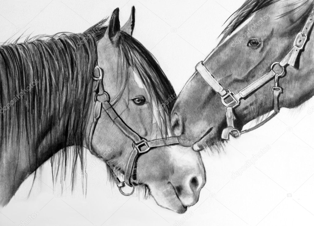 Horses Nuzzling, Pencil Drawing