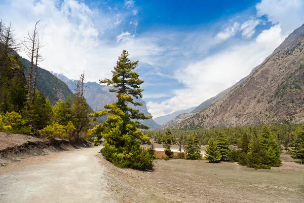 Çam ormanı içinde annapurna trek — Stok fotoğraf