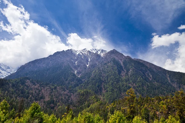 Floresta de pinheiro em Annapurna trek — Fotografia de Stock