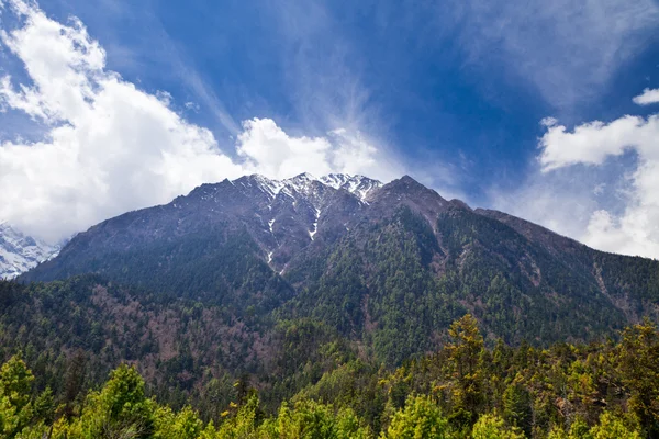 Las sosnowy w annapurna trek — Zdjęcie stockowe