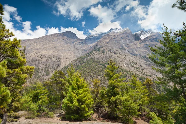 Bosque de pinos en Annapurna trek — Foto de Stock