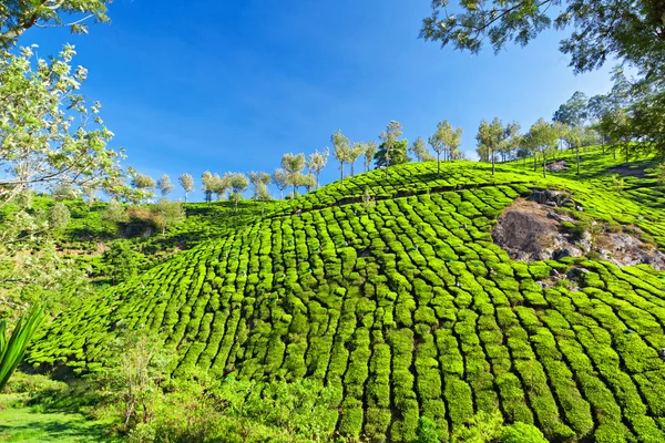 Plantación de té —  Fotos de Stock