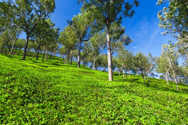 Teeplantage — Stockfoto