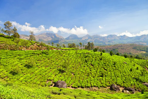 Çay plantasyon — Stok fotoğraf