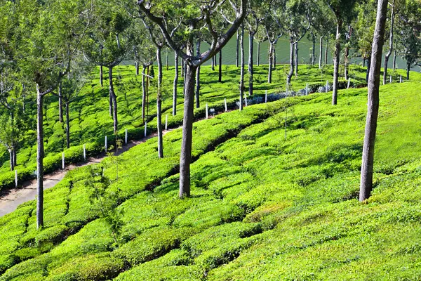 Tea plantation — Stock Photo, Image
