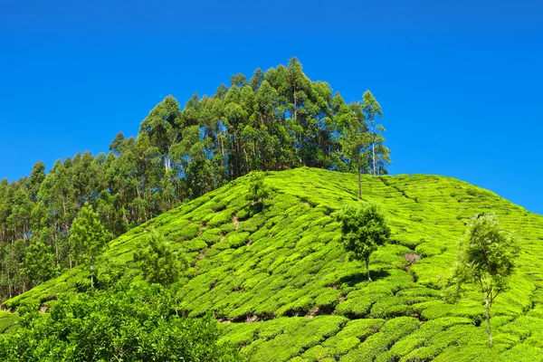 Plantação de chá — Fotografia de Stock