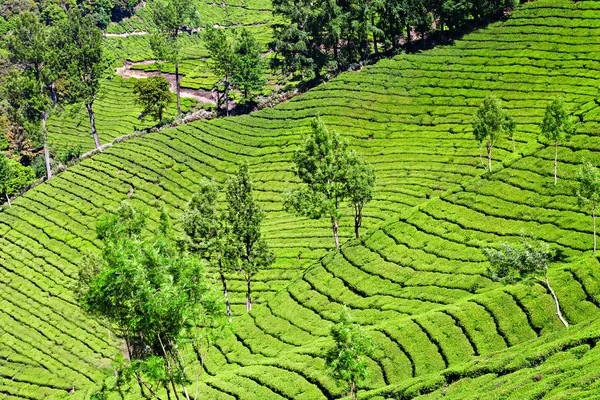 Tea plantation — Stock Photo, Image