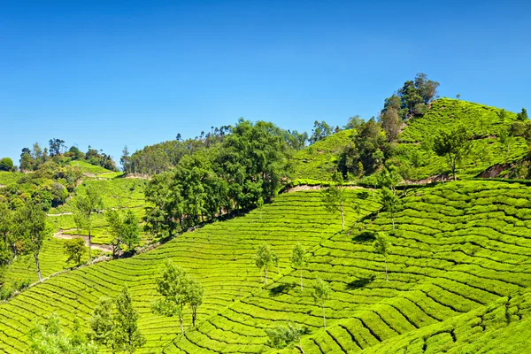 Teeplantage — Stockfoto