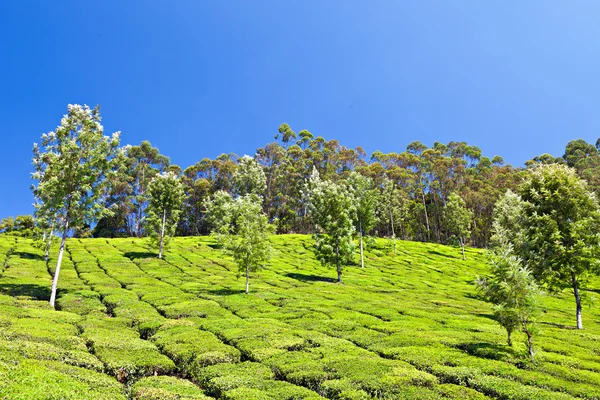 Чайні плантації — стокове фото