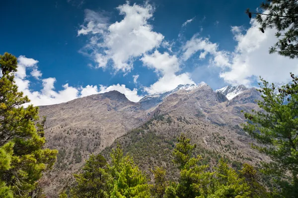 Floresta de pinheiro em Annapurna trek — Fotografia de Stock
