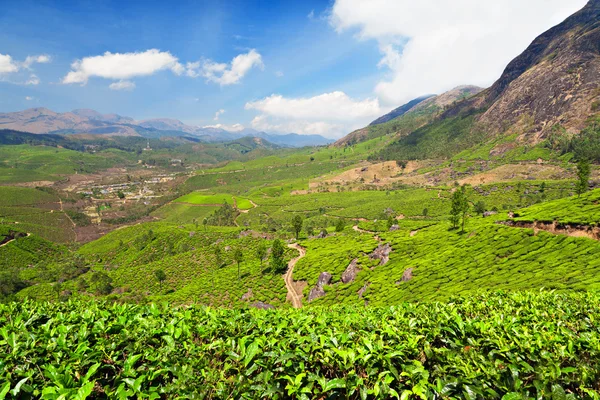 Green terraces — Stock Photo, Image