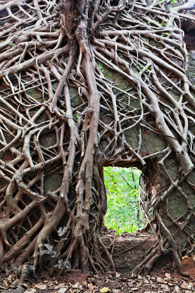 Old tree roots — Stock Photo, Image