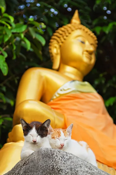 Iki yavru kedi ve Buda — Stok fotoğraf