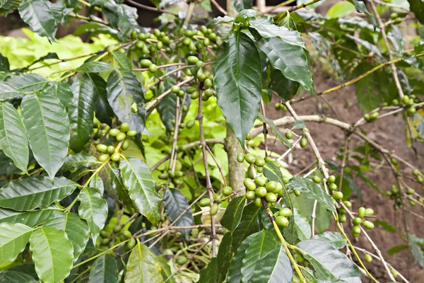 Bacche di caffè verde — Foto Stock