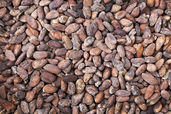 Kakaobohnen — Stockfoto