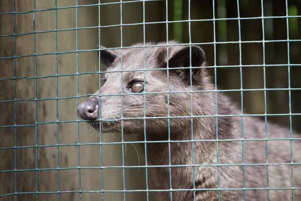 Palma asiática Civet — Foto de Stock