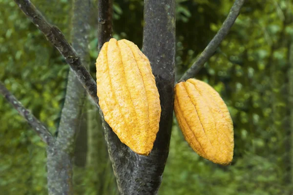Frutti di cacao — Foto Stock