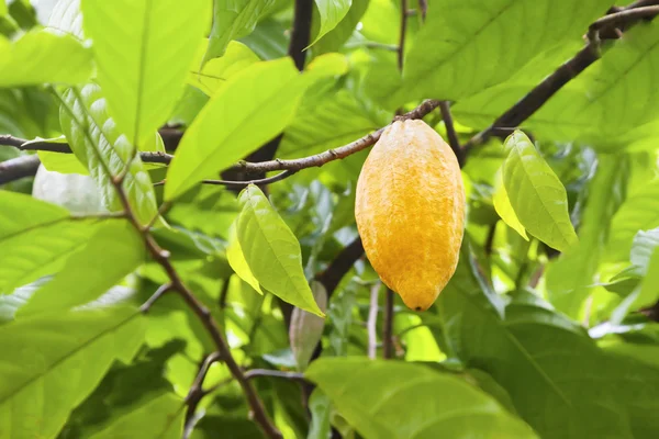 Frutos de cacao — Foto de Stock