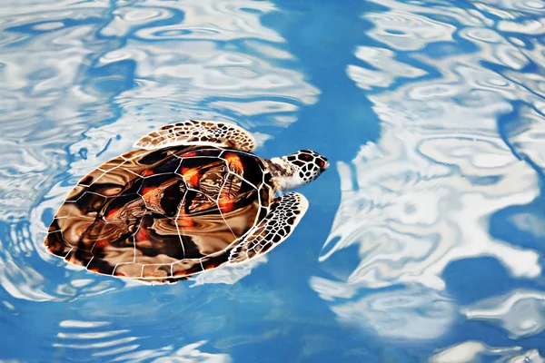 Turtle swimming — Stock Photo, Image