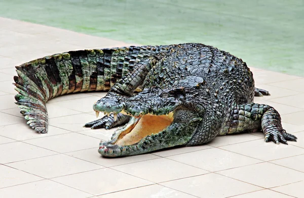 Crocodilo grande — Fotografia de Stock