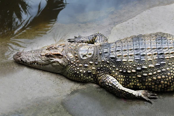 Großes Krokodil — Stockfoto