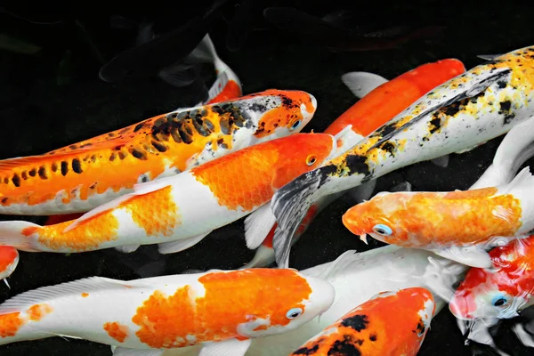 Long nose fish — Stock Photo © saiko3p #5827950