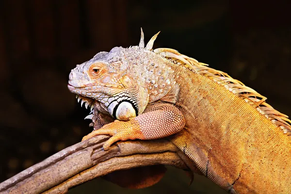 Yellow iguana — Stock Photo, Image