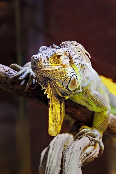 Yellow iguana — Stock Photo, Image