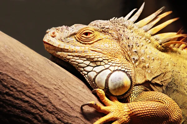 Yellow iguana — Stock Photo, Image