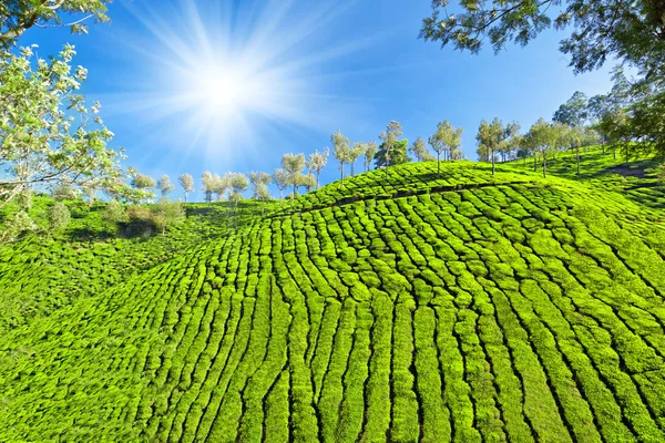 Tea plantation — Stock Photo, Image