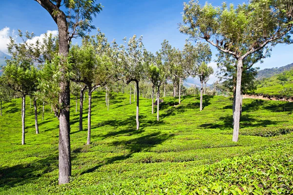 Tea ültetvény — Stock Fotó