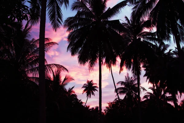 Palmas e céu — Fotografia de Stock