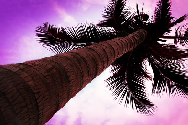 Palm op sky — Stockfoto