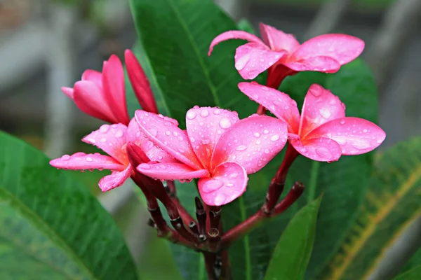 Flor de Plumeria —  Fotos de Stock