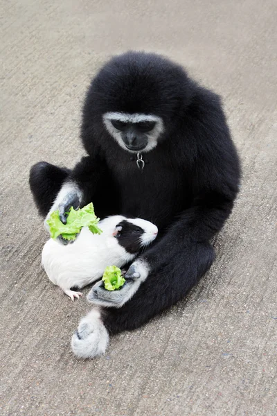 Мавпа годування guineapig — стокове фото