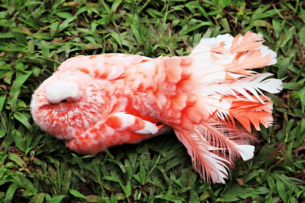 Pombo vermelho — Fotografia de Stock