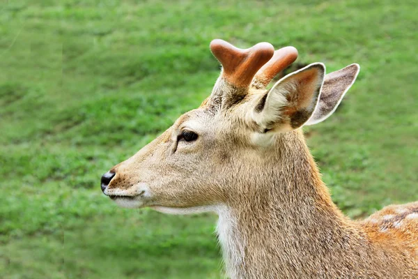 Giovane cara — Foto Stock