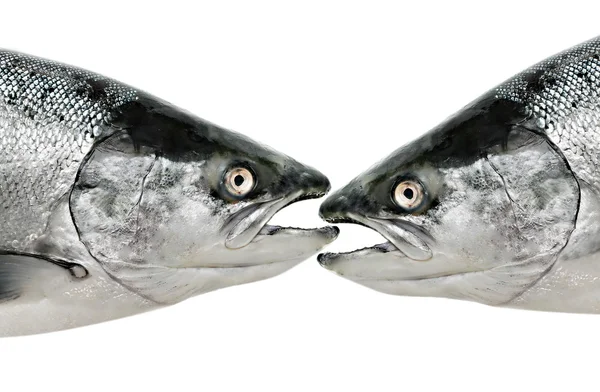 Рыбы едят рыбу вблизи изолированных — стоковое фото