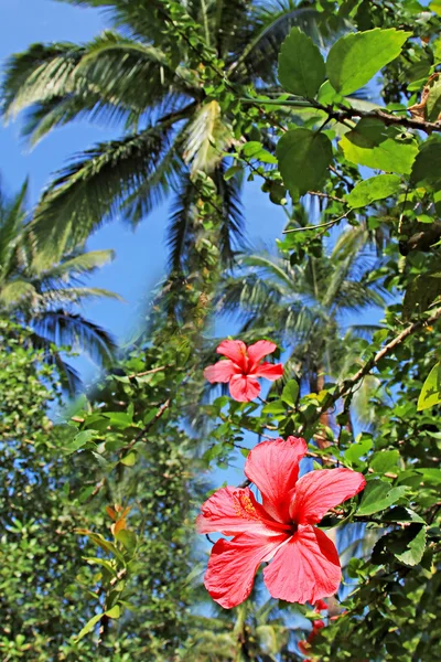 Hibiscus çiçeği — Stok fotoğraf