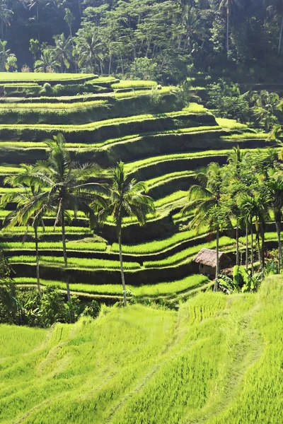 Краса рисові тераси — стокове фото
