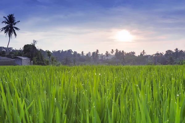 Rice field — Stock Photo, Image